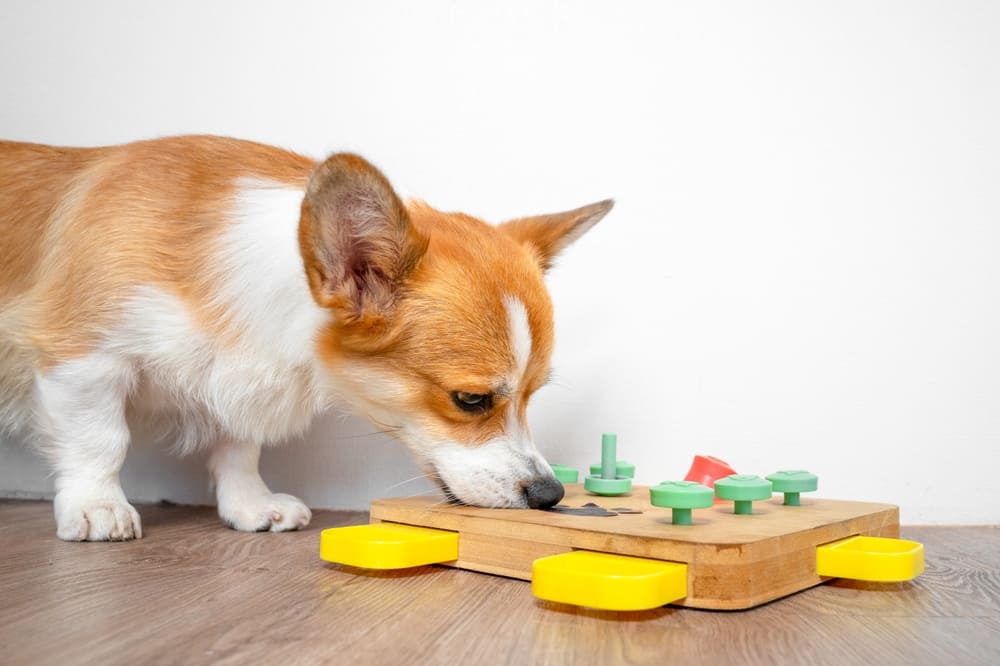 Interactive Toys for Dogs