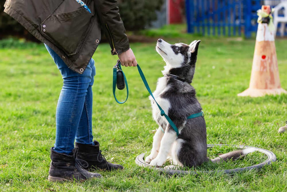 Myths about leash training