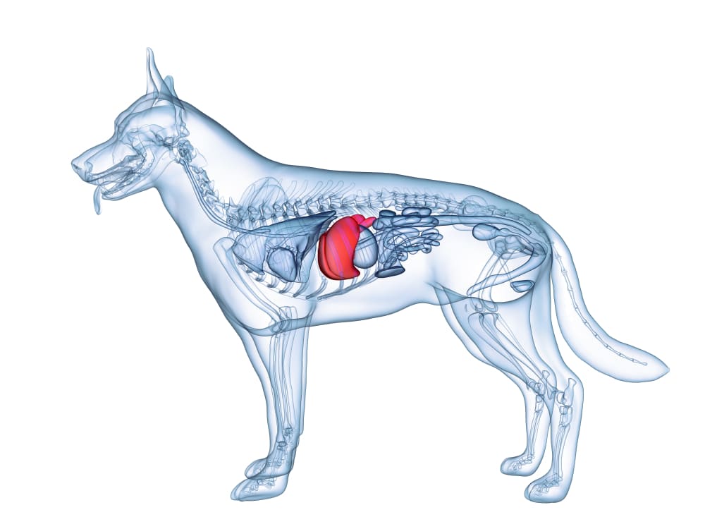 Liver Disease in Dogs