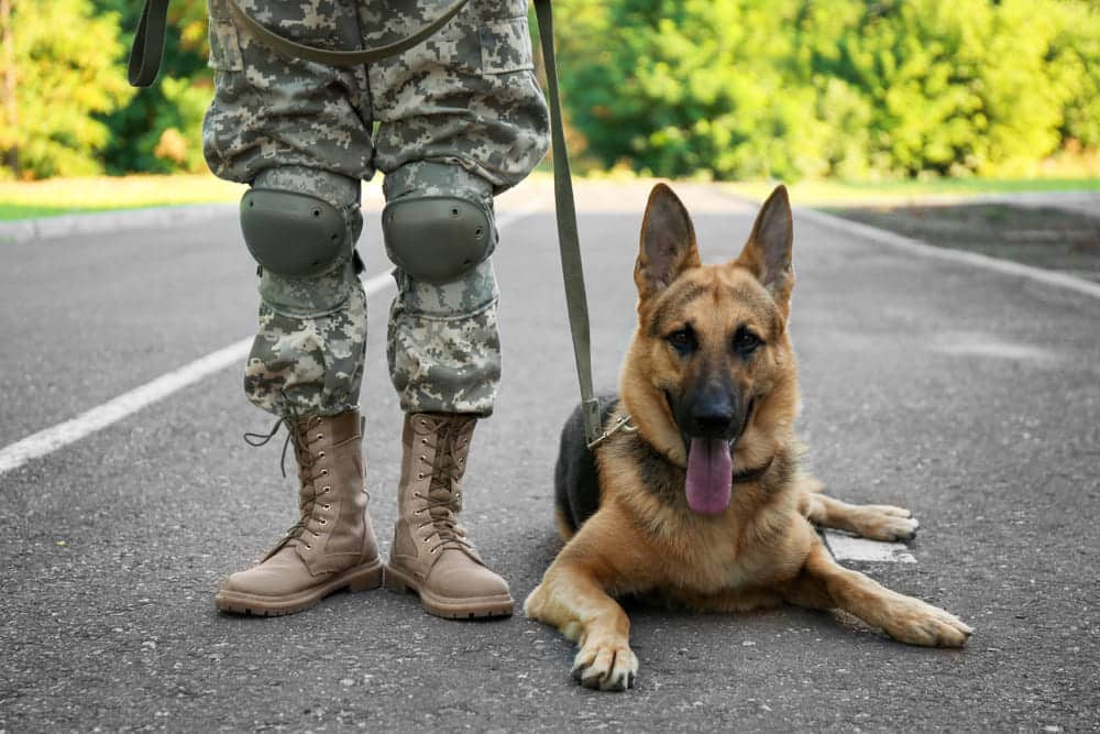 Military Dog Adoption