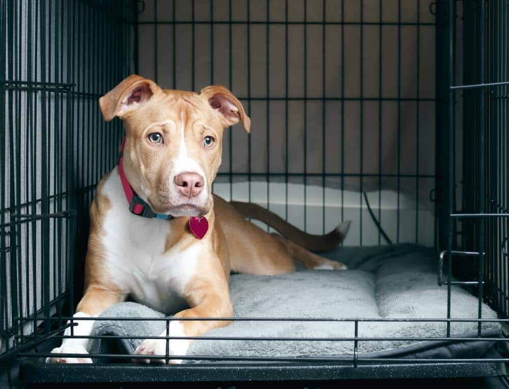 Mistakes To Avoid In Crate Training