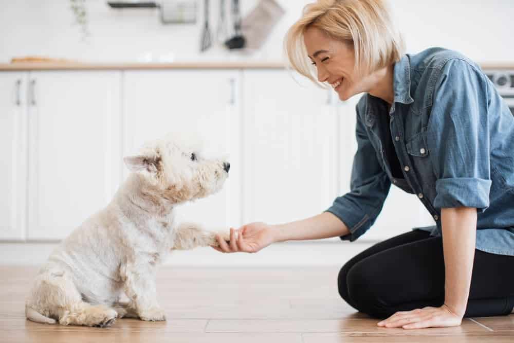 Positive Reinforcement In Dog Training