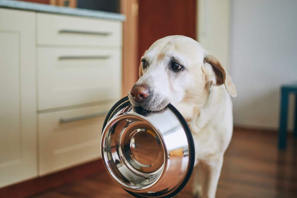 Reasons Why Are Dogs Always Hungry?