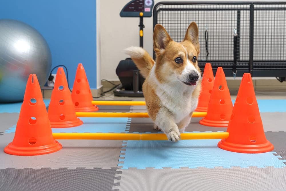 Regular Exercise To Make a Dog Healthy and Happy