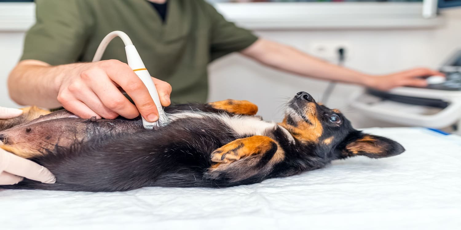 How Long Are Dogs Pregnant?