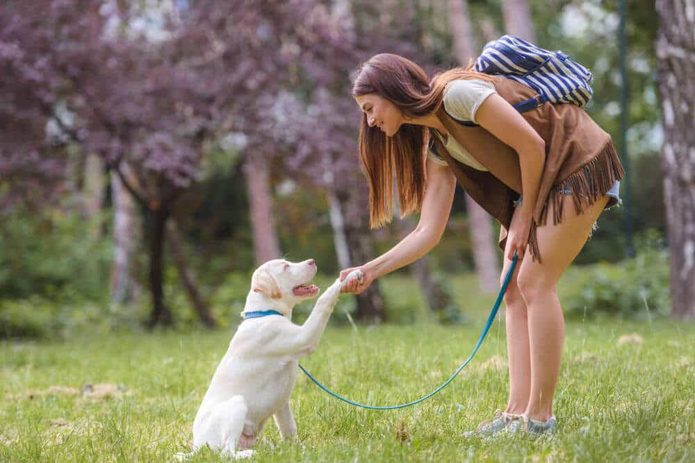 Teaching Your Dog Essential Commands