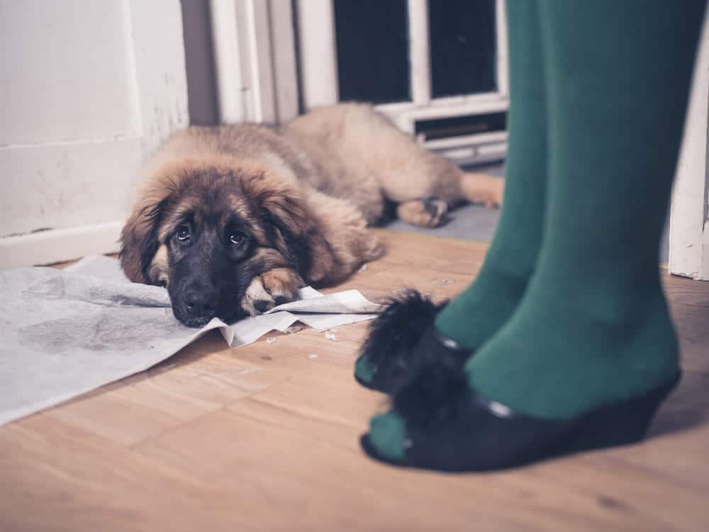 Tips For Housebreaking Training For Dogs