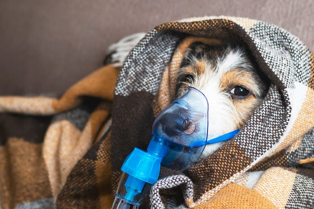 What Are The Causes Of Dog Wheezing?