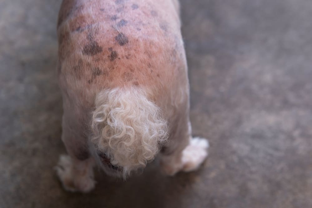 What is Hyperpigmentation in Dogs?