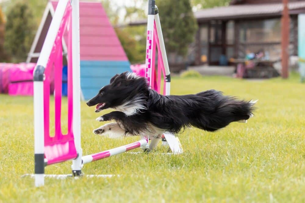 benefits of jumping training for dogs