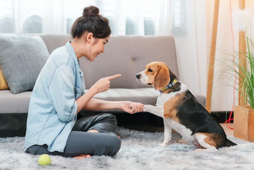 common challenges of therapy dog training