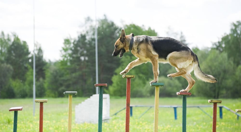 goals of guard dog training