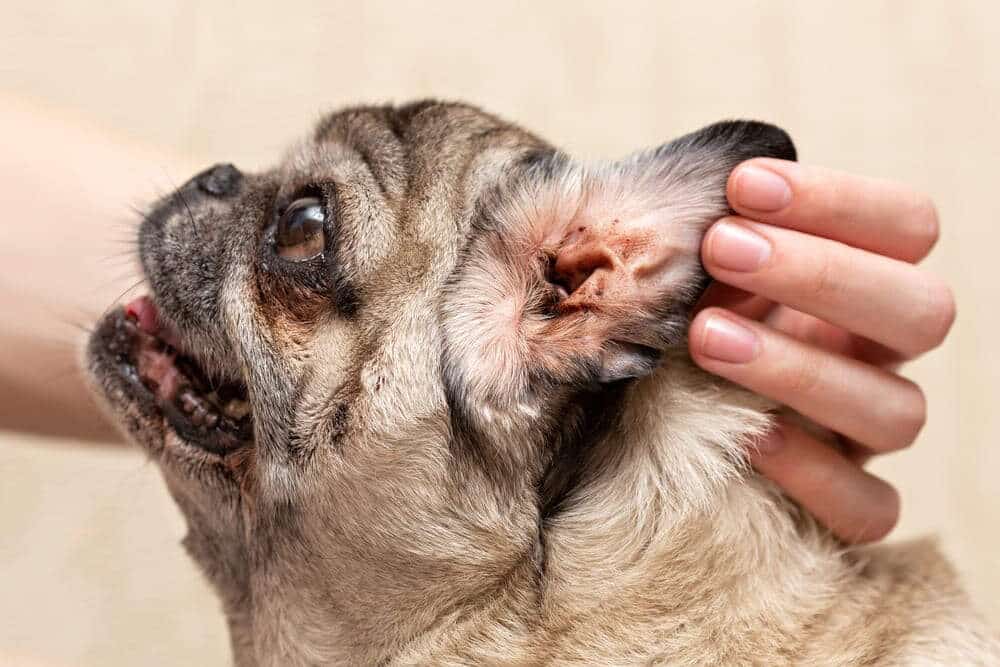 how to tell if dog has ear infection