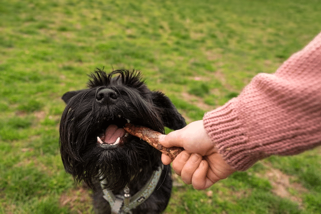 Can Dogs Eat Rib Bones?