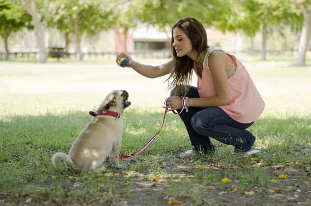 mistakes to avoid during leash training