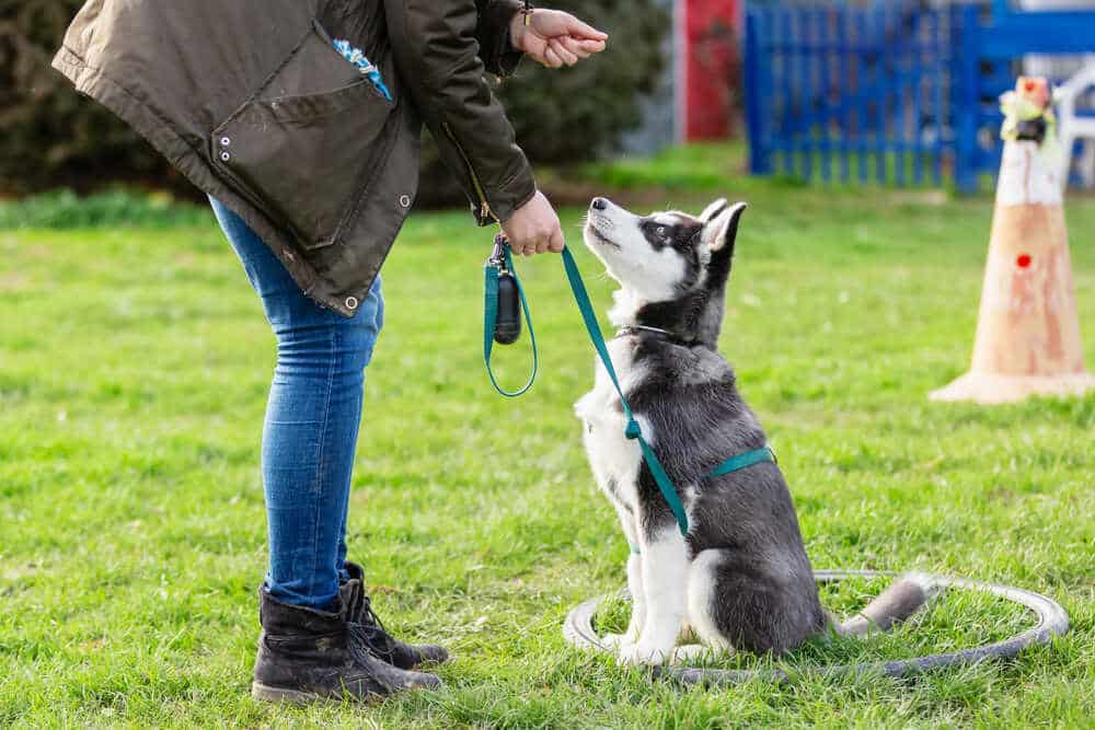 purpose of leash training