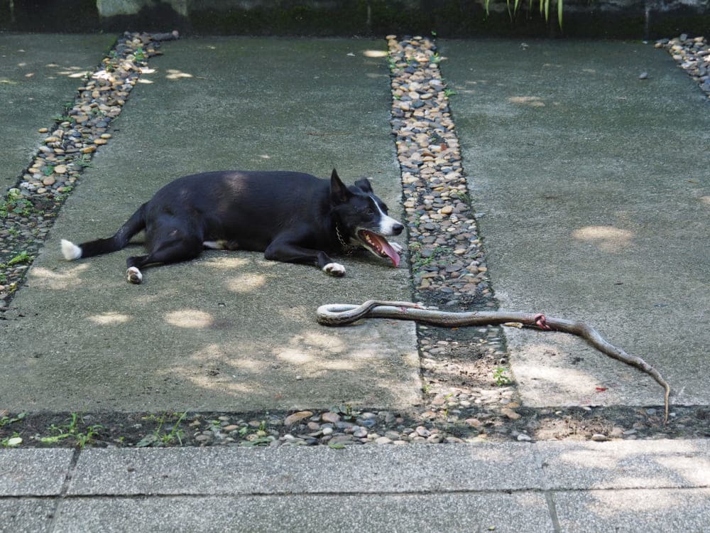 Snake Bites On Dogs