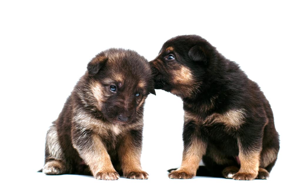 How Dogs Communicate With Each Other?