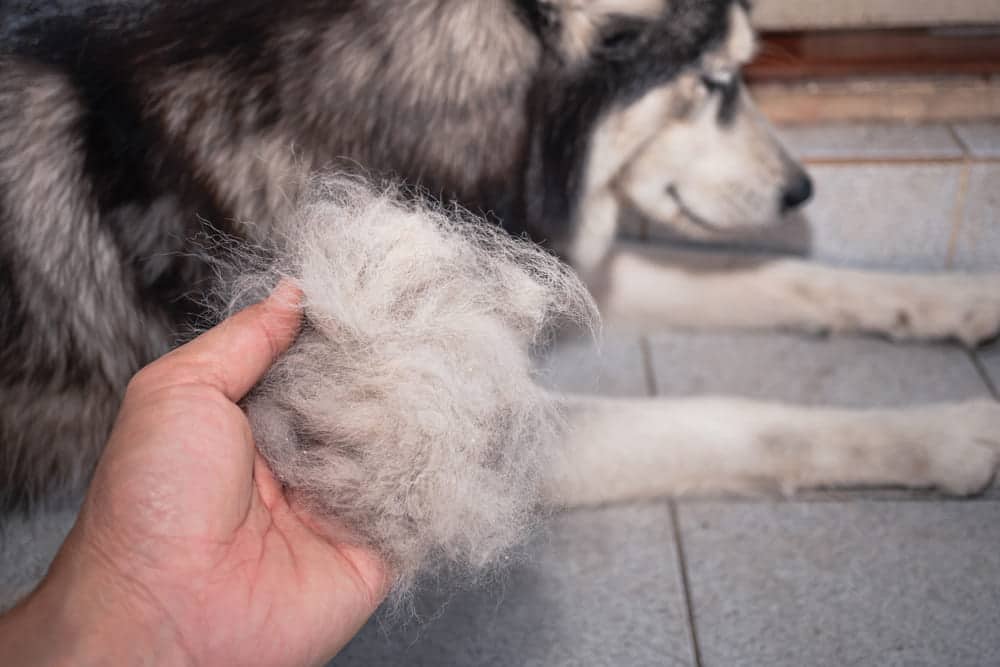 what is the cause of dog hair loss
