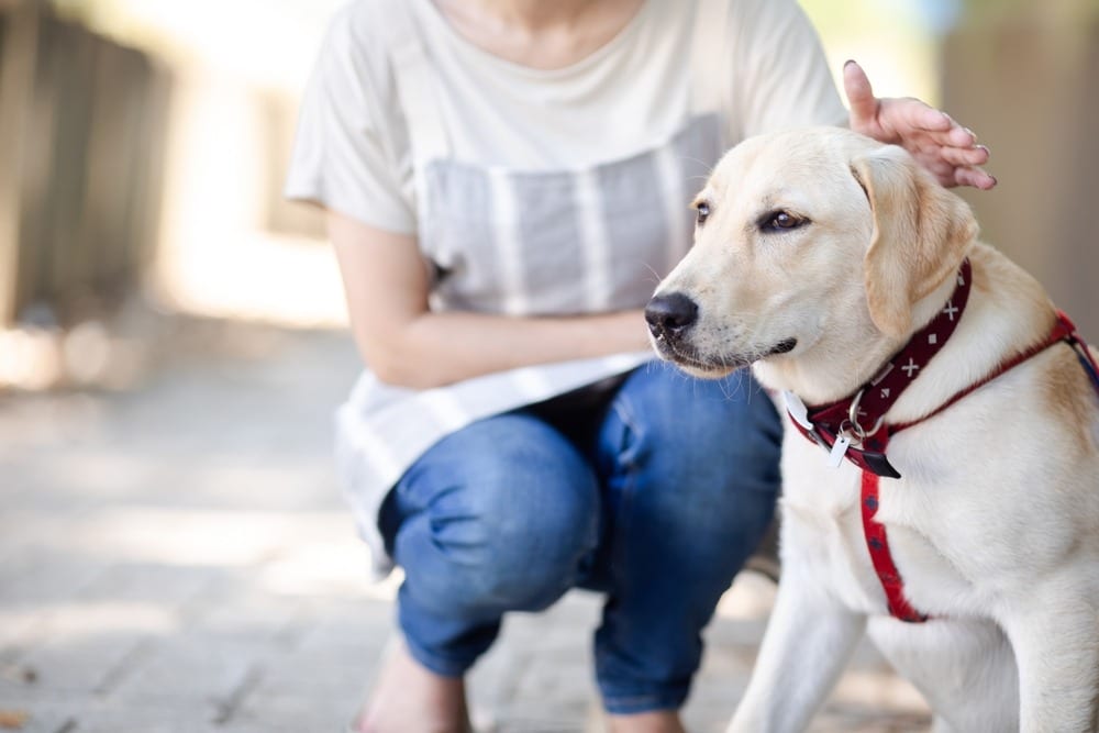 what is therapy dog training