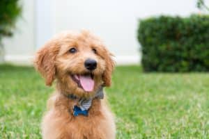 Goldendoodle Dog Cost In America