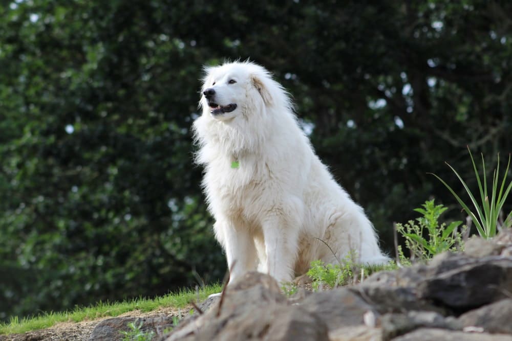 Great Pyrenees Dog Price In America