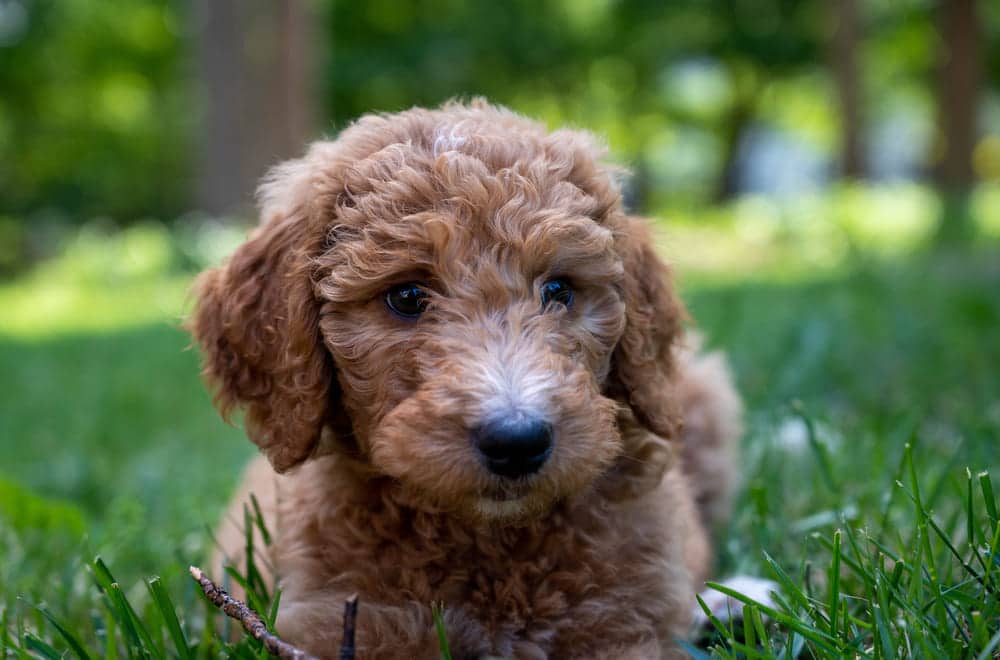 Goldendoodle Dog Cost In America