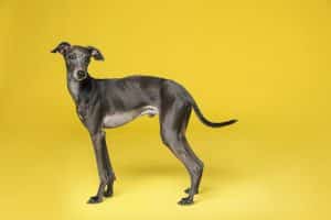 Greyhound Dog Price In America