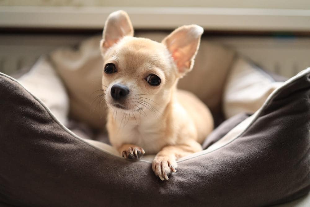 Chihuahua Dog Price In America
