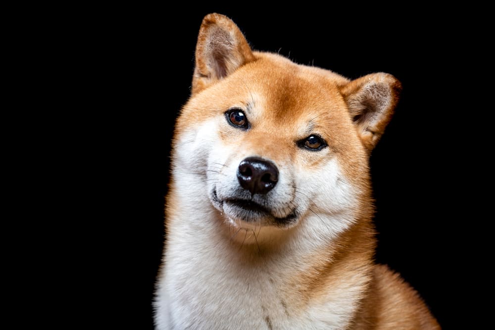 Shiba Inu Dog Price In America
