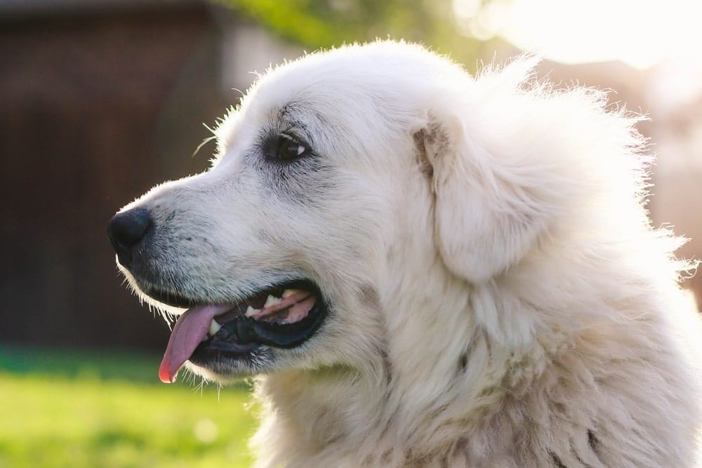 Great Pyrenees Dog Price In America