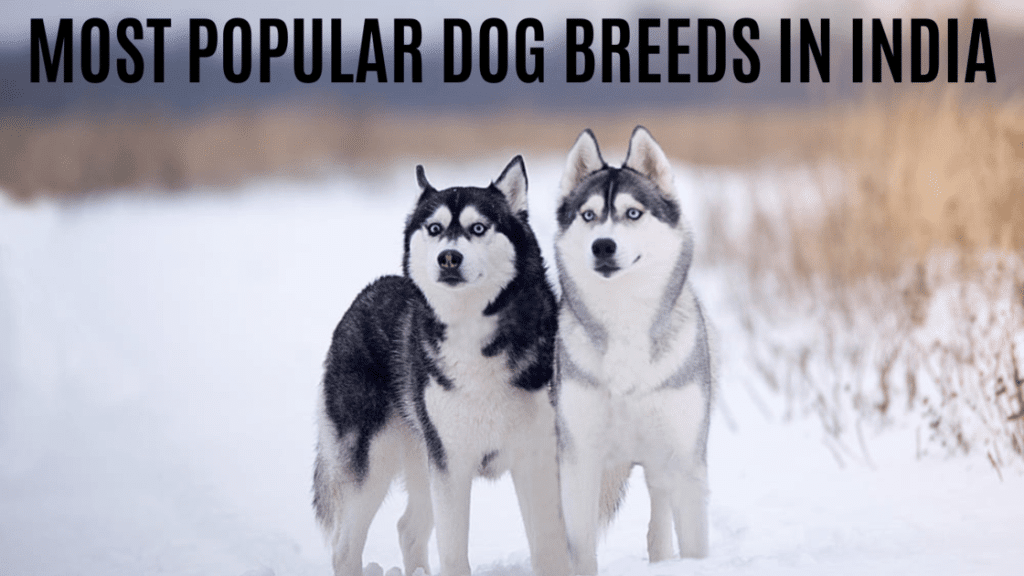 most popular dog breeds in India