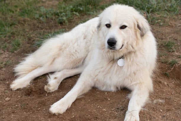 Great Pyrenees Price In India in 2024