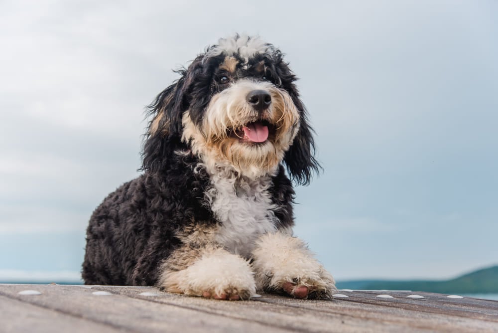 Bernedoodle Price In India