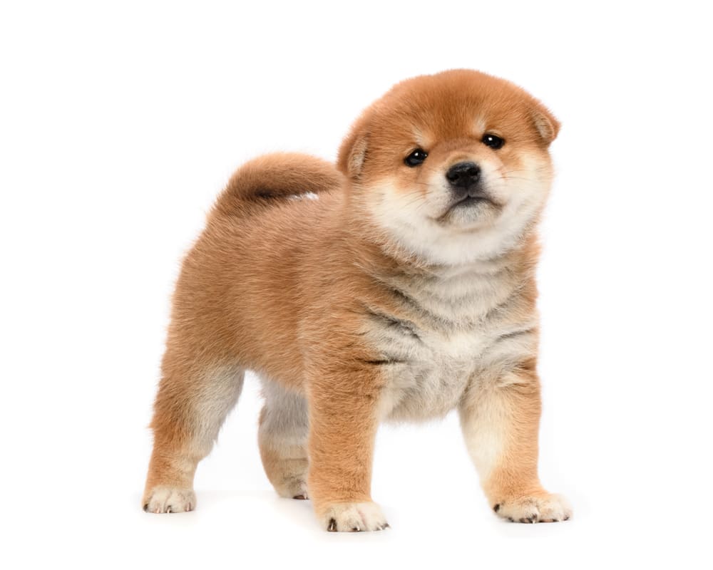 Shiba Inu Price In India