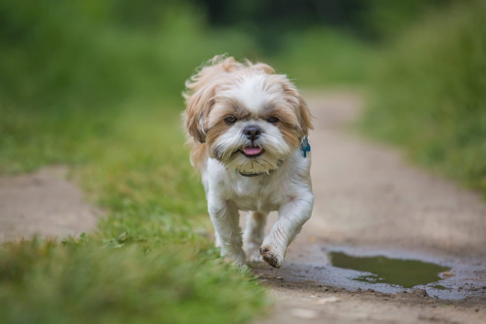 Shih Tzu Dog Price in India