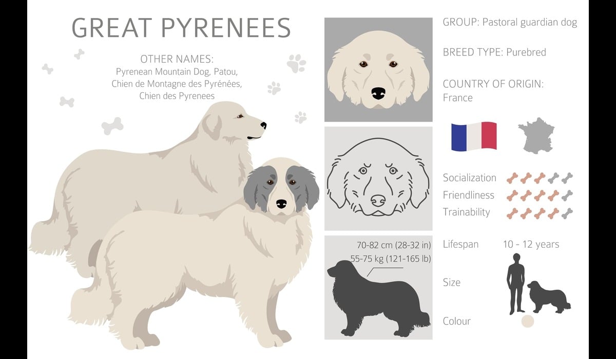 Great Pyrenees Price In India