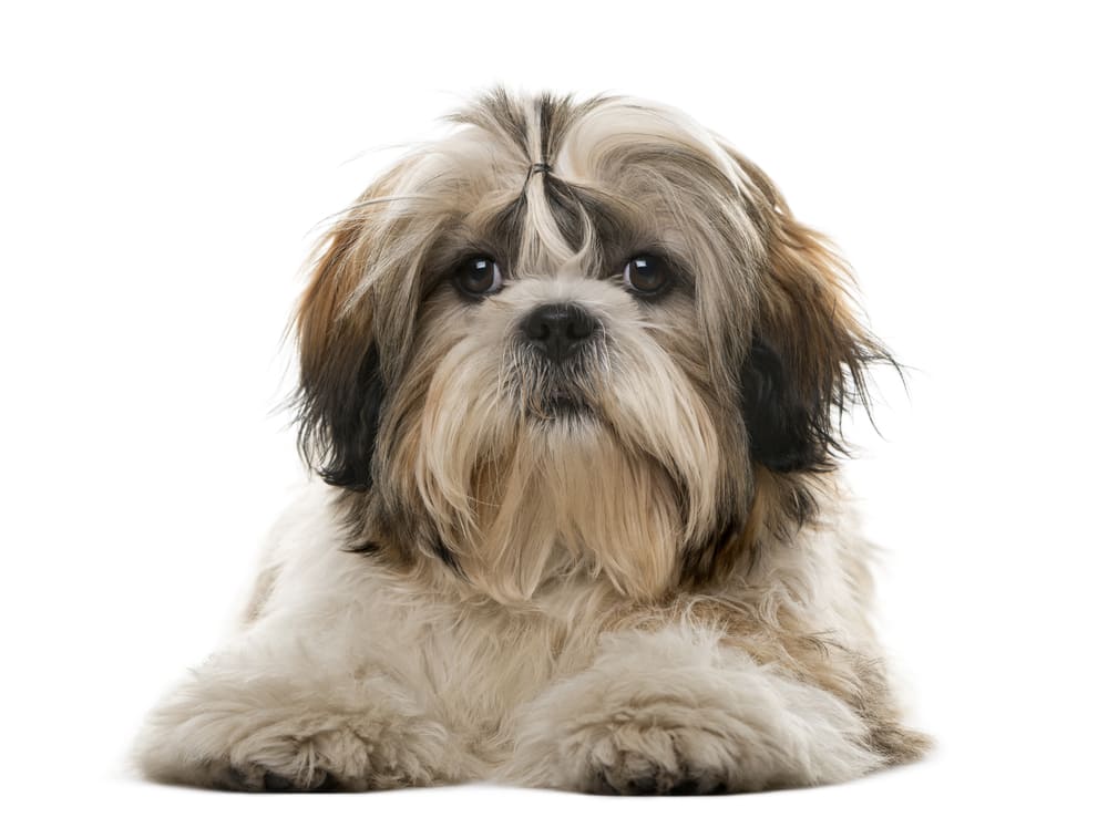 Shih Tzu Dog Price in India