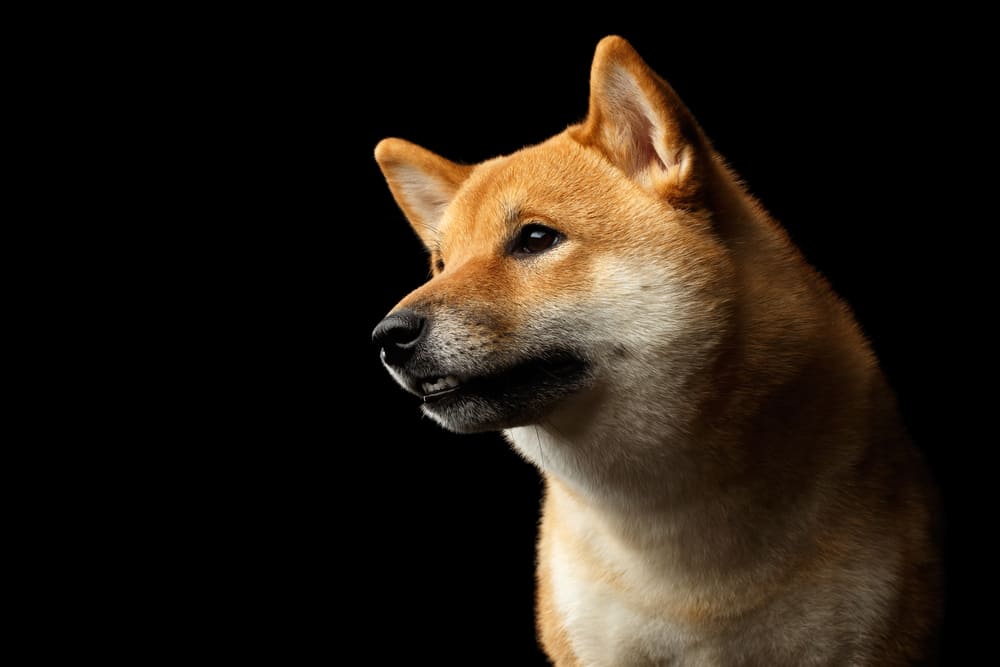 Shiba Inu Price In India